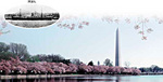 ワシントンの桜（写真）.jpg