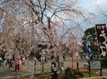円山公園のしだれ桜(60%).JPG