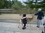 奈良公園の鹿(60%).JPG